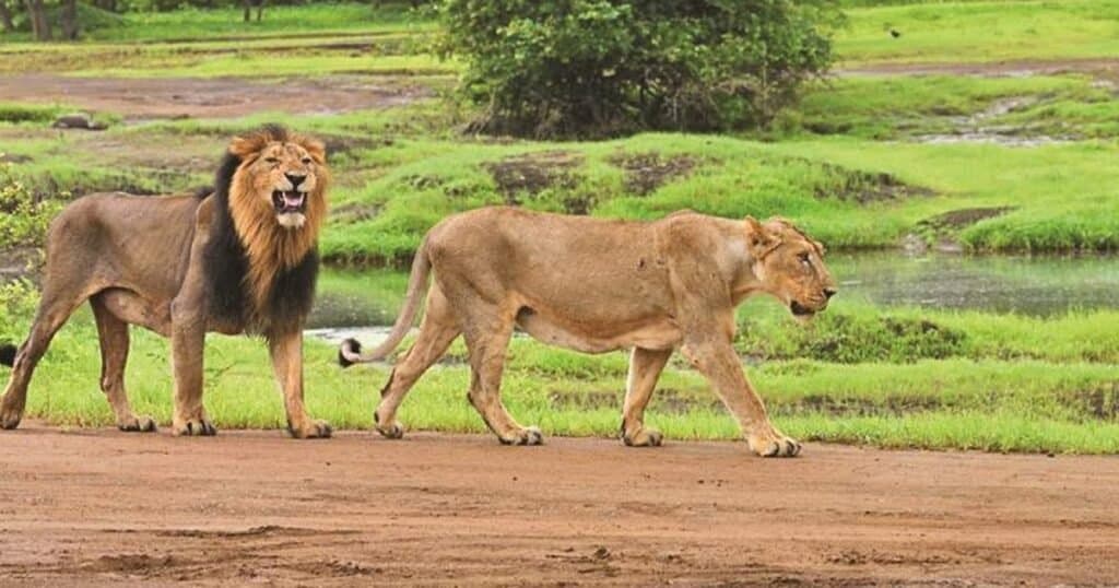 TREASURES OF INDIAN WILDLIFE