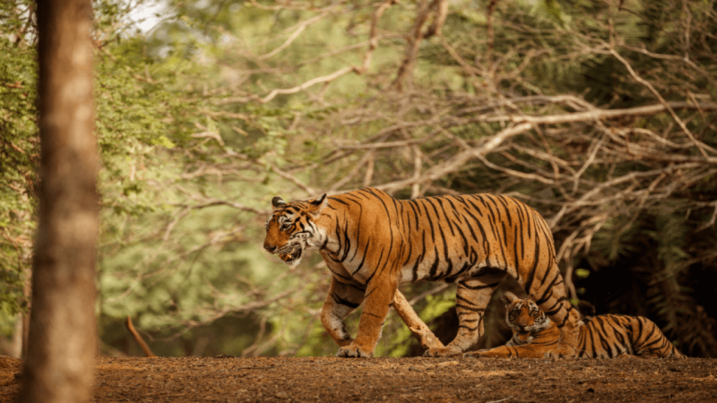 TIGER TOUR WITH MUMBAI