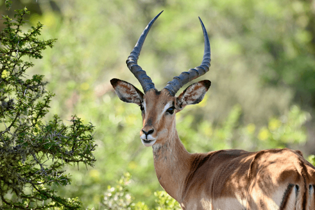 WILDLIFE IN GUJRAT