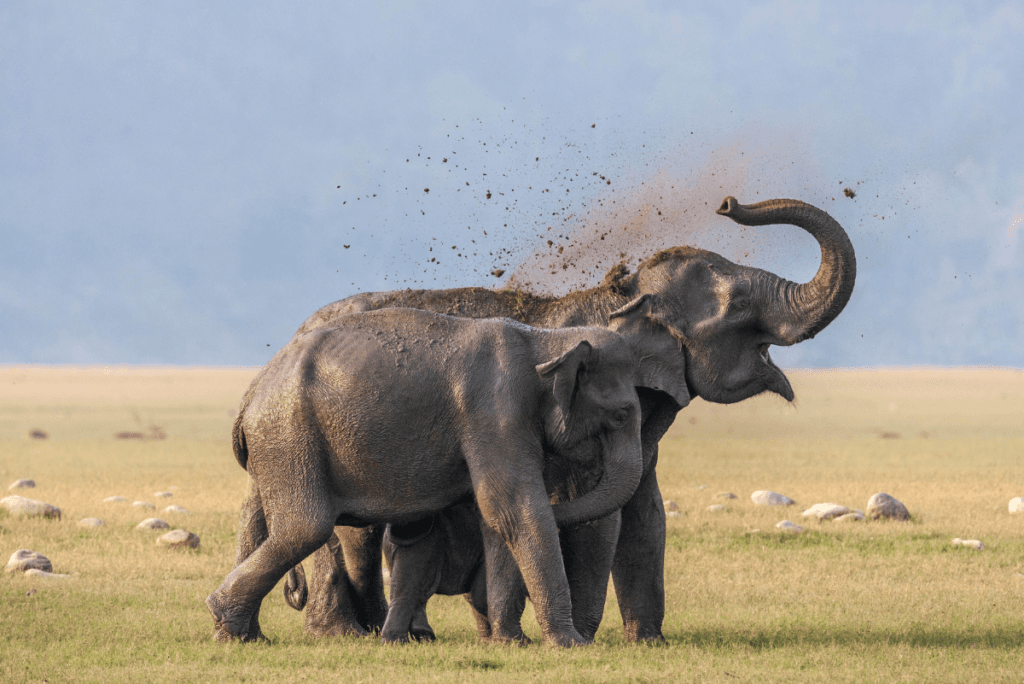 CORBETT WILDLIFE TOUR