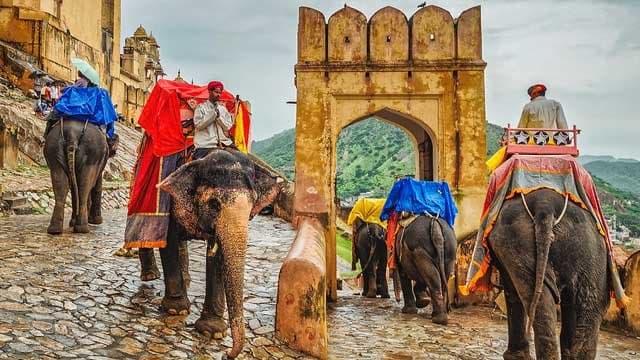 JAIPUR ELEPHANT SANCTUARY VISIT WITH ACTIVITIES TOUR