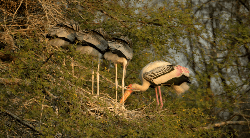 HIMACHAL BIRD WATCHING TOUR