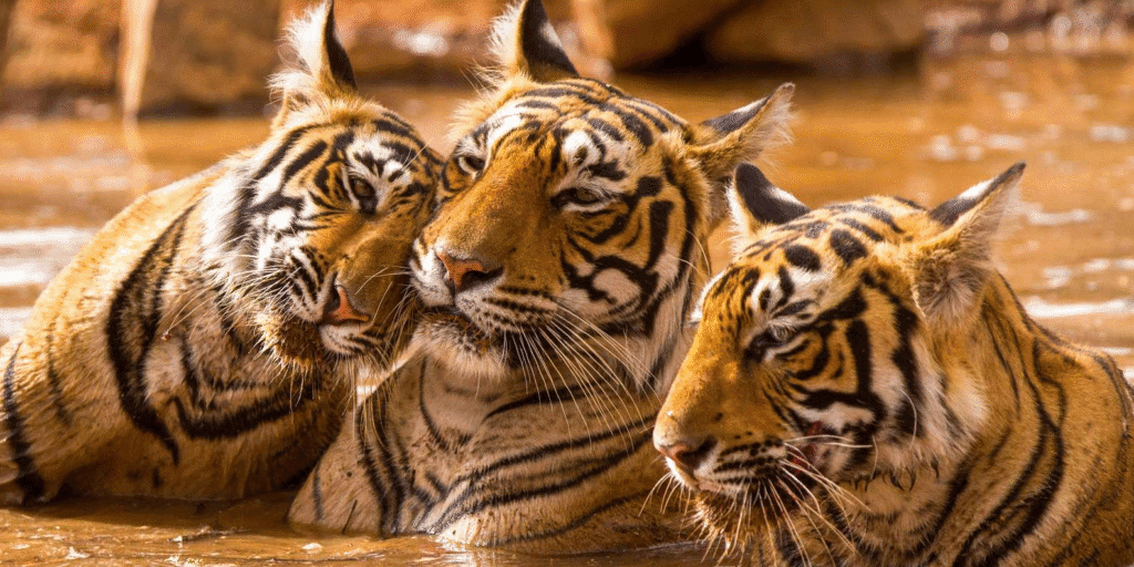 EAST INDIA WILDLIFE TOUR
