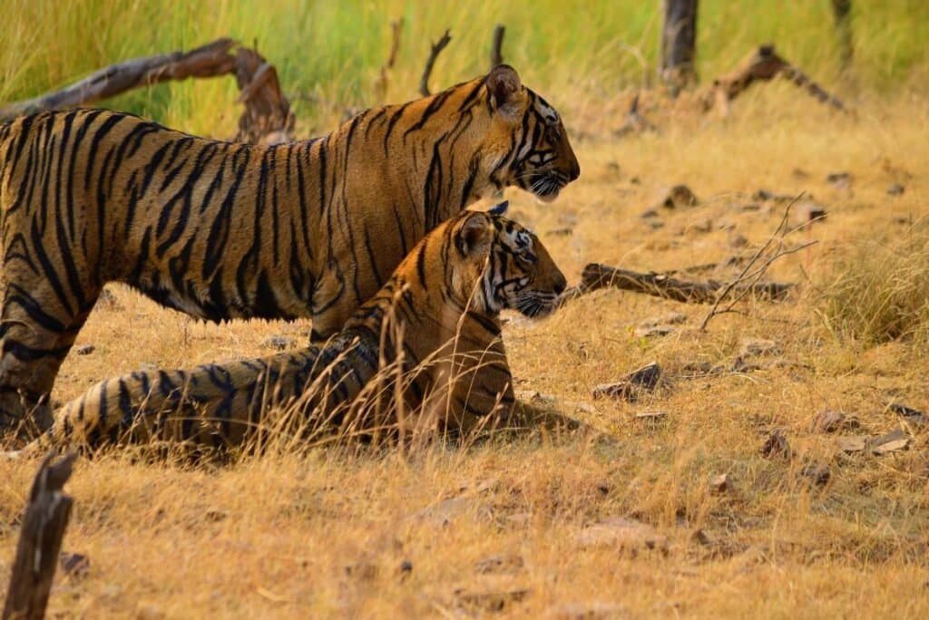 RAJASTHAN WILDLIFE TOUR
