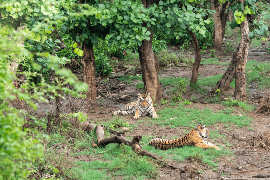 Same Day Sariska Tour from Jaipur