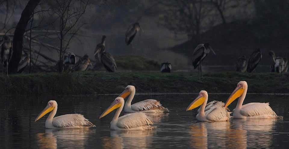 Rajasthan Wildlife Tour photo 3