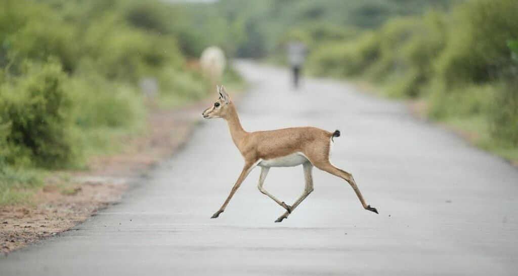 7 Days Rajasthan Tour photo 3