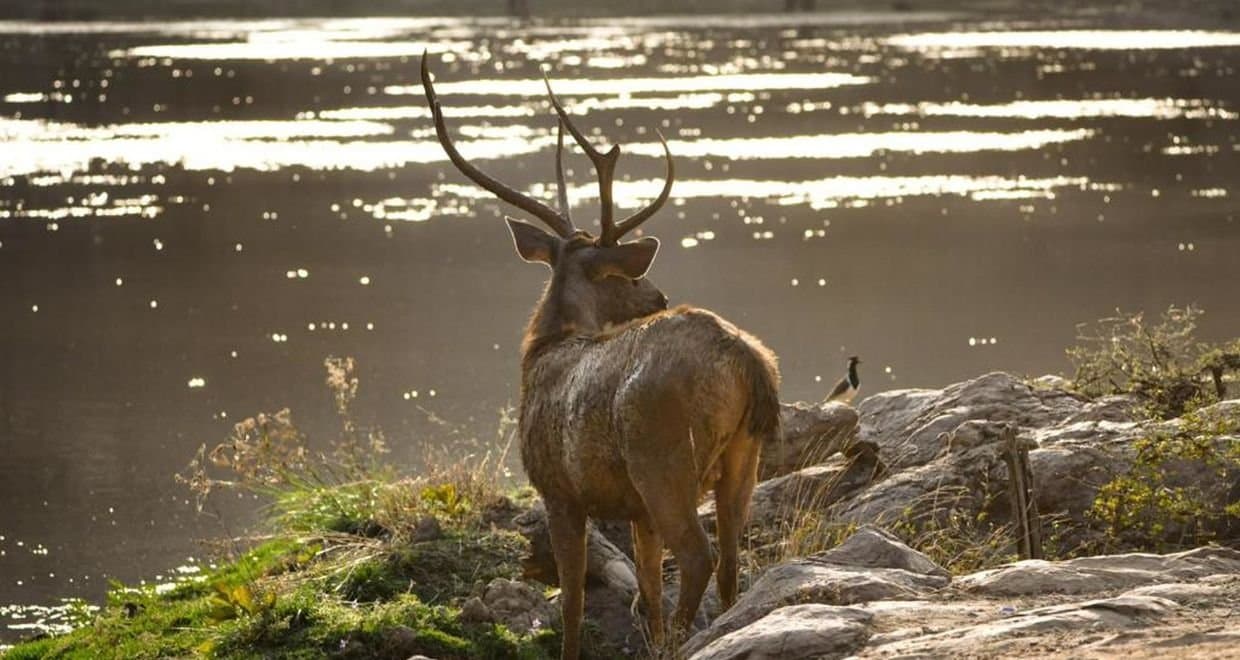 3 DAYS RANTHAMBHORE TOUR FROM JAIPUR