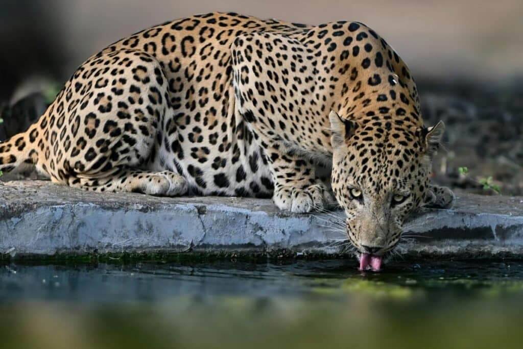 Jhalana Leopard Safari Tour