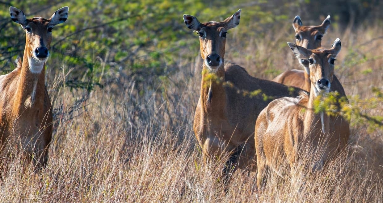 8 Days Golden Triangle with Ranthambhore
